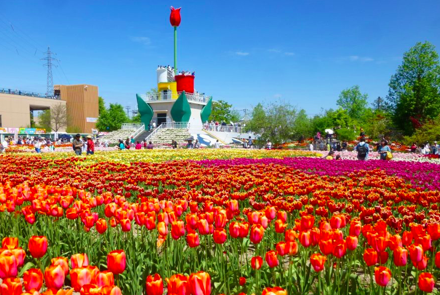 国内最大のチューリップフェア開催 笑顔咲く 彩りの春 ２０１９となみチューリップフェア フリーナビとやま