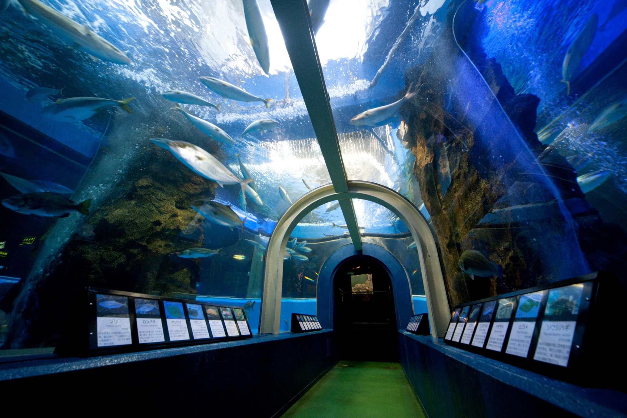 魚津水族館 世界初公開 新種のクリオネ ダルマハダカカメガイ フリーナビとやま